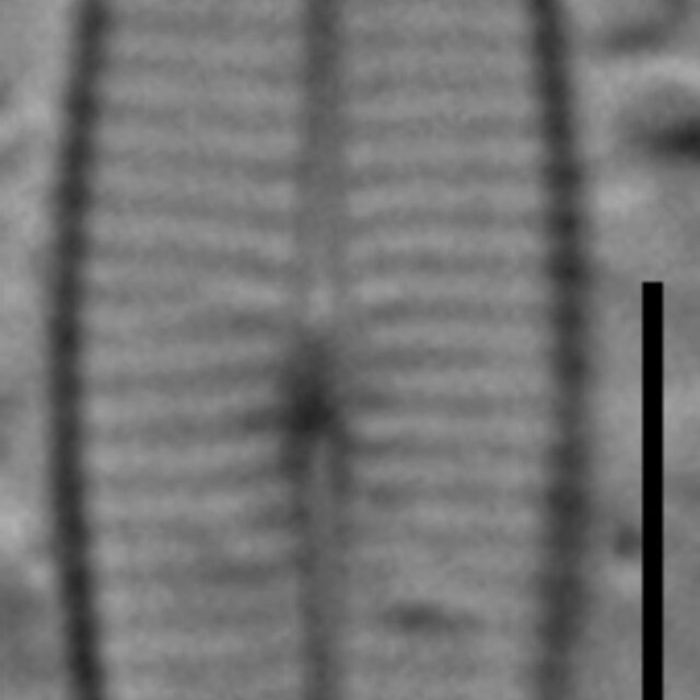 Craticula riparia var. mollenhaueri LM7