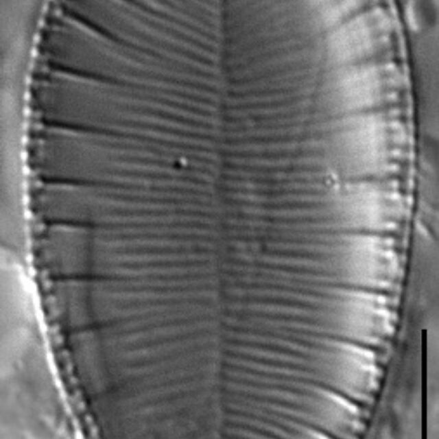 Gc112761A Brebissonii 4