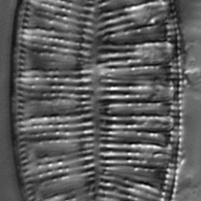 Gc1610 Amphioxys 2