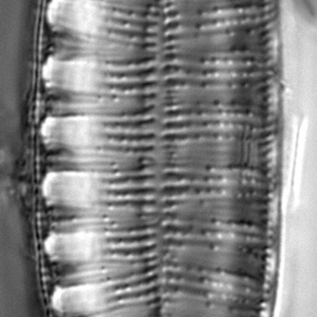 Gc1610 Amphioxys 4