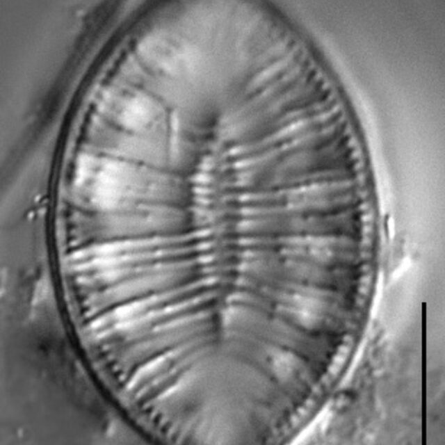 Gc1610 Amphioxys 5