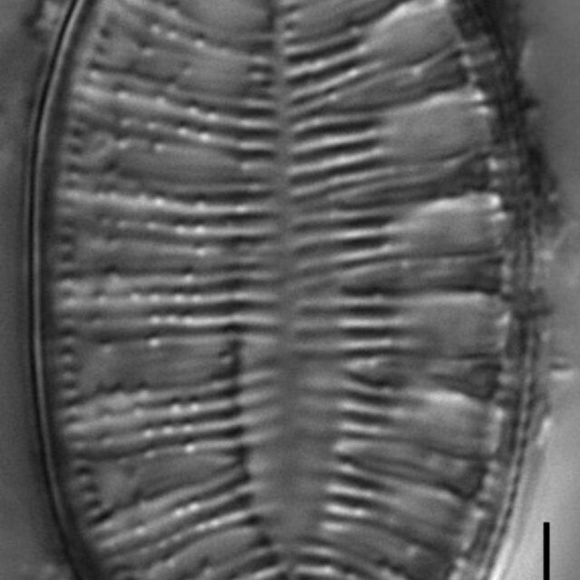 Gc1610 Amphioxys 7