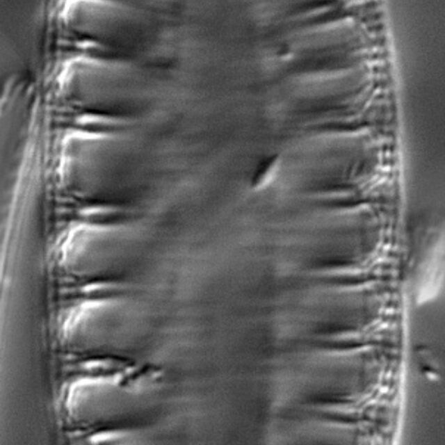 Gc1610 Amphioxys Interior 1