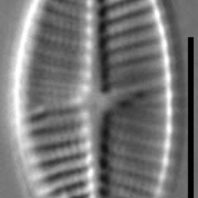 Platessa stewartii LM1