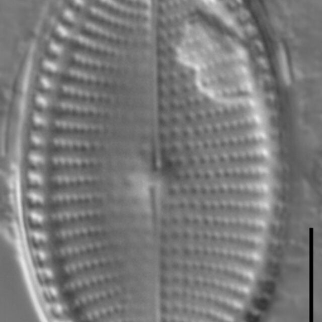 Cocconeis fluvuatilis LM2