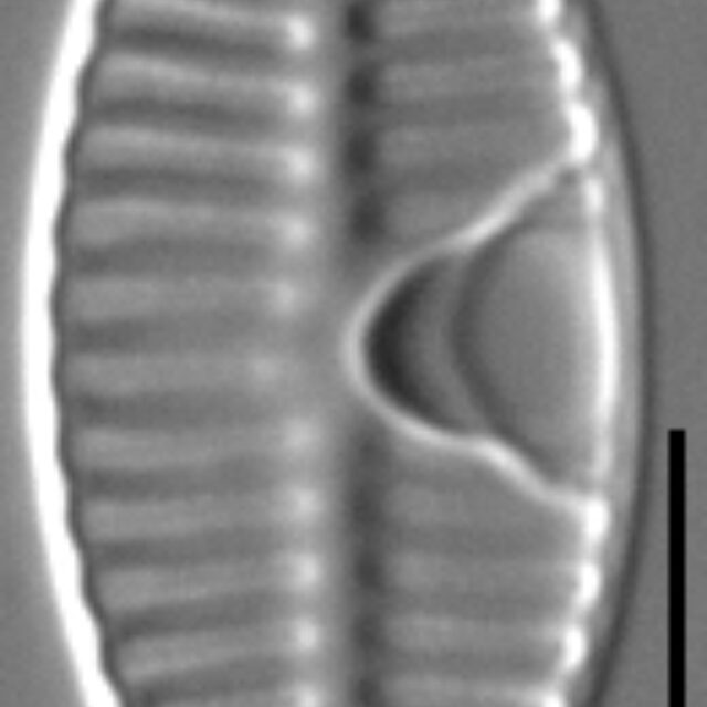 Planothidium bipororum LM4