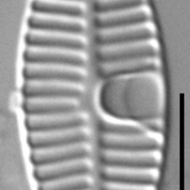 Planothidium incuriatum LM2