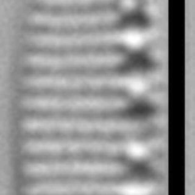 Nitzschia inconspicua LM1