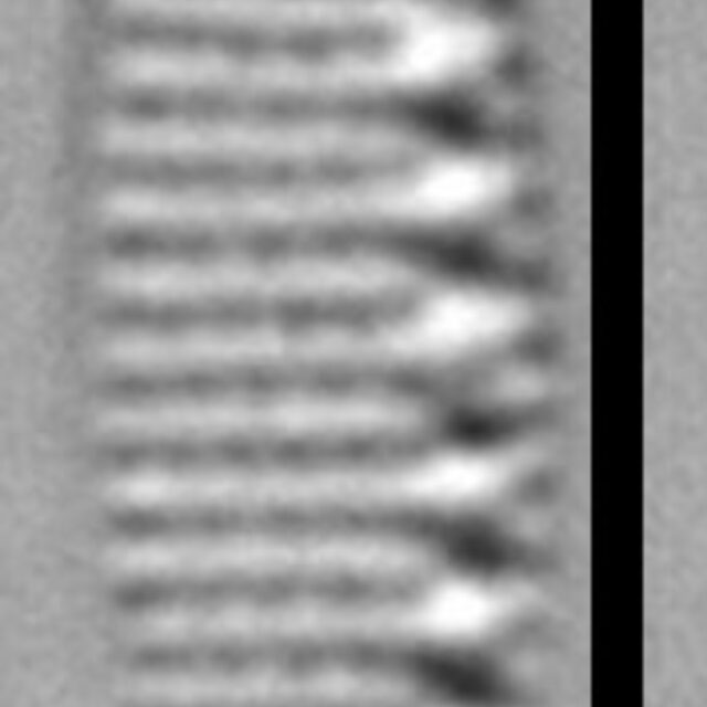 Nitzschia inconspicua LM3