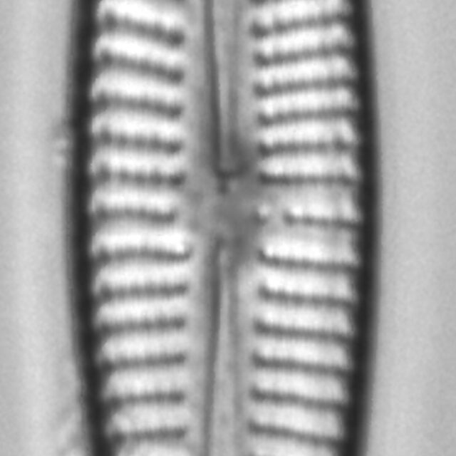 Gomphonema vibroides LM3