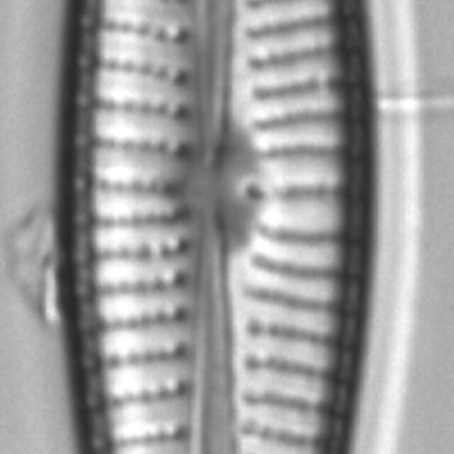 Gomphonema vibroides LM1