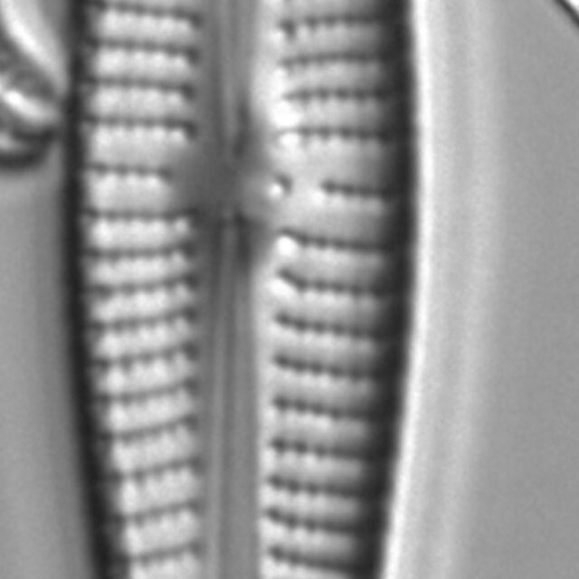 Gomphonema vibroides LM4