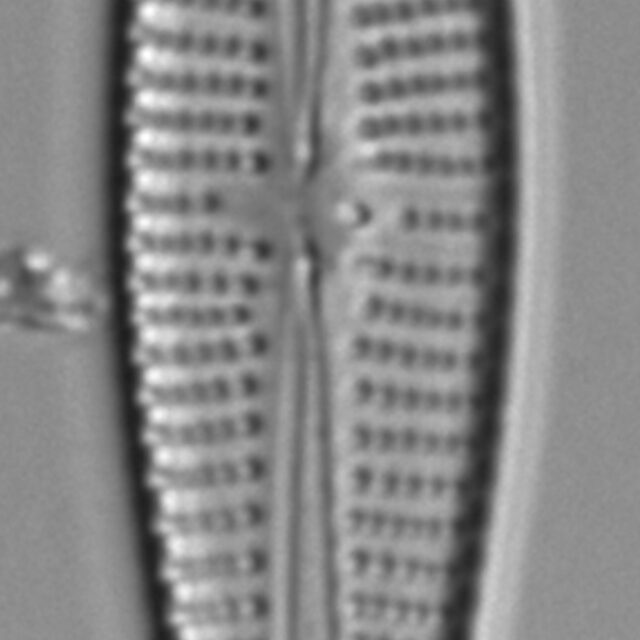 Gomphonema vibroides LM6