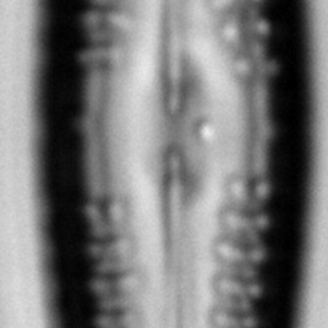 Gomphonema cf. vibrio LM2