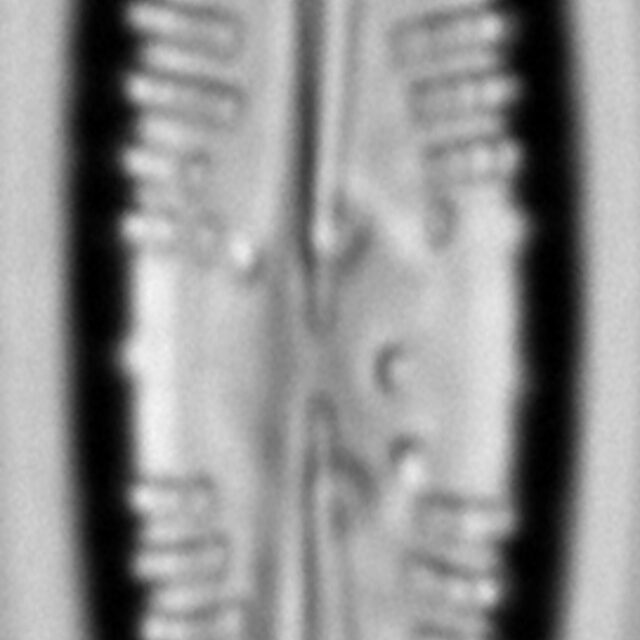 Gomphonema cf. vibrio LM1