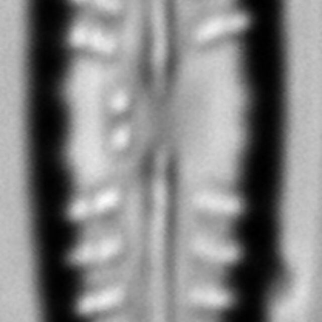 Gomphonema cf. vibrio LM7