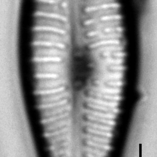 Gomphonema submehleri LM3