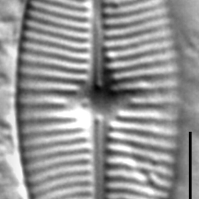 Geissleria lateropunctata LM3