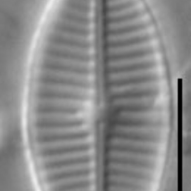 Geissleria kreigeri LM4