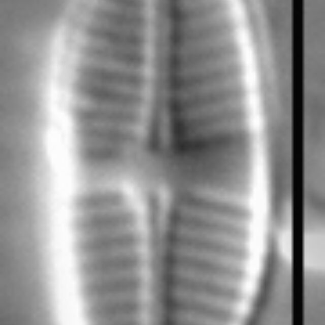 Psammothidium lauenburgianum LM1