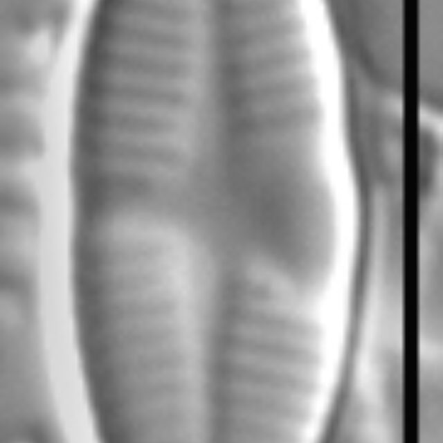 Psammothidium lauenburgianum LM2