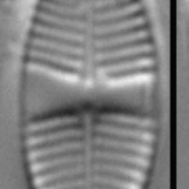 Psammothidium lauenburgianum LM3