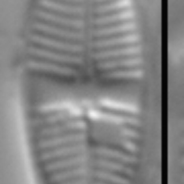 Psammothidium lauenburgianum LM6