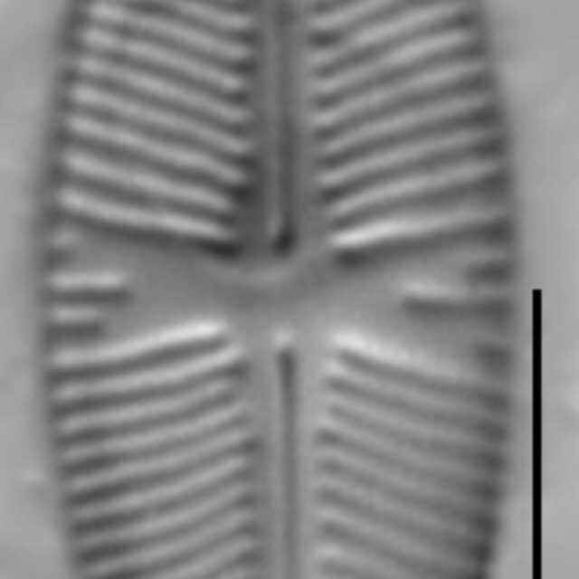 Sellaphora meridionalis LM1