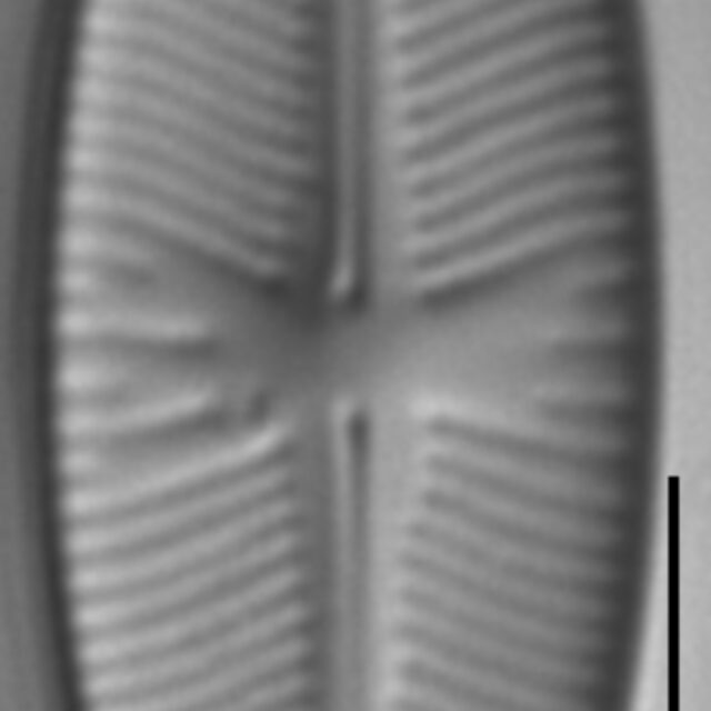 Sellaphora meridionalis LM3