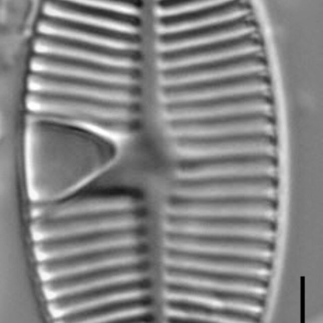 Planothidium apiculatum LM4