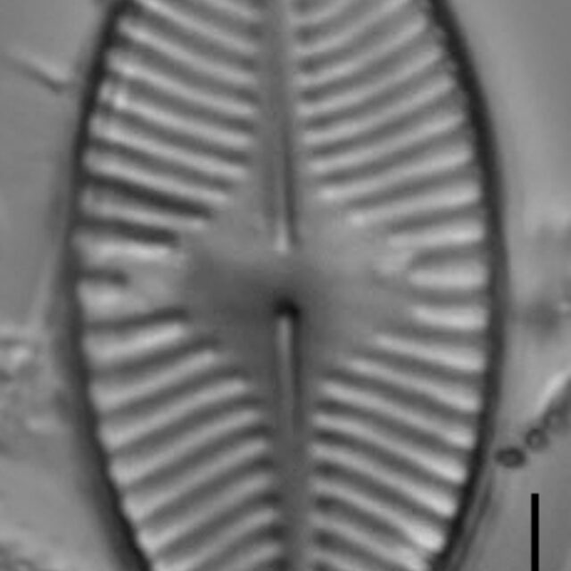 Planothidium apiculatum LM5