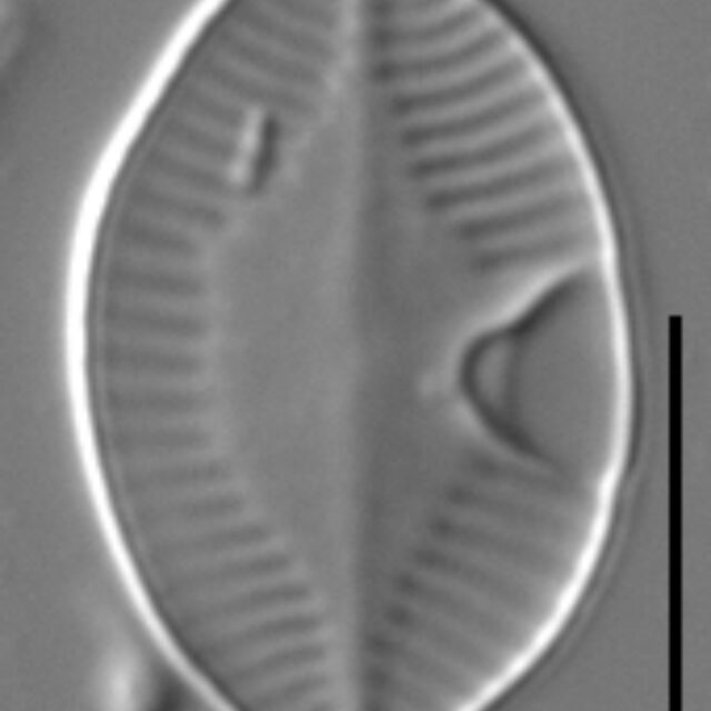 Skabitschewskia peragalloi LM5