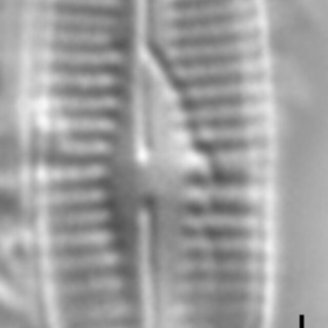 Achnanthidium duthiei LM3