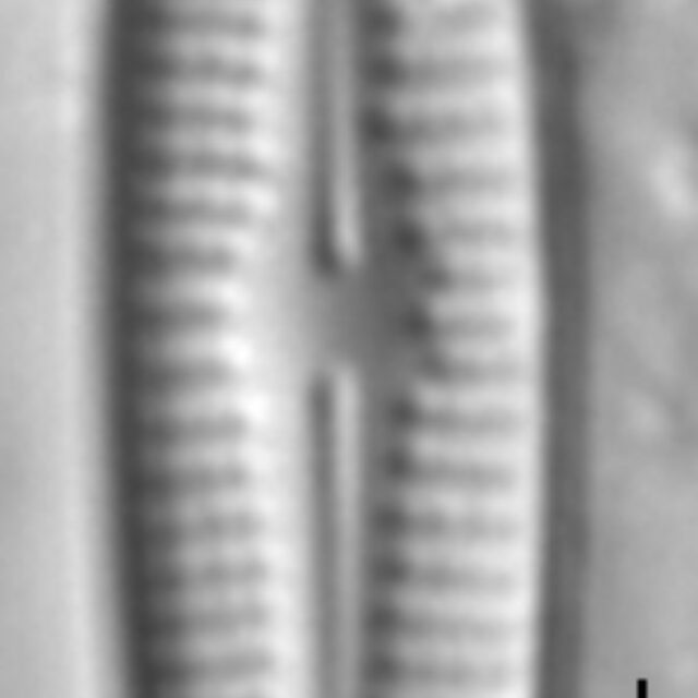 Achnanthidium duthiei LM6