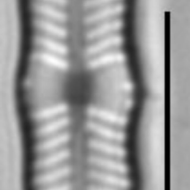 Geissleria ignota LM4