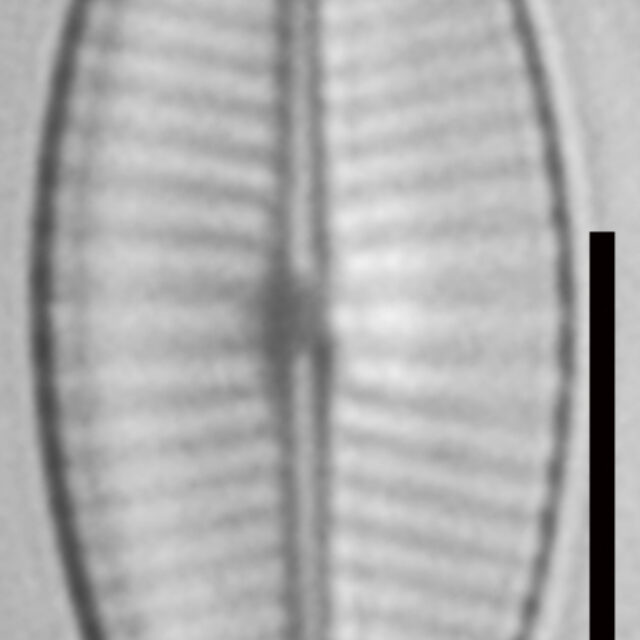 Geissleria declivis LM1