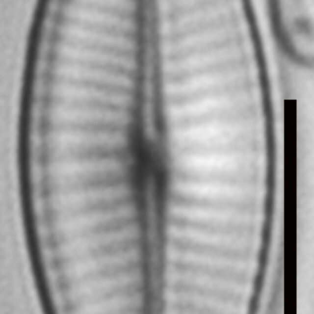 Geissleria declivis LM6