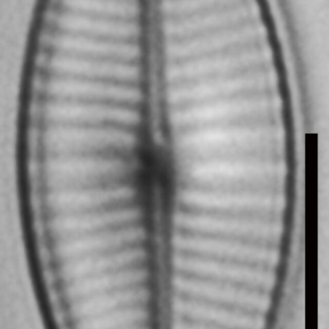 Geissleria declivis LM8