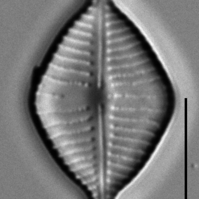 Gomphonema montezumense LM7