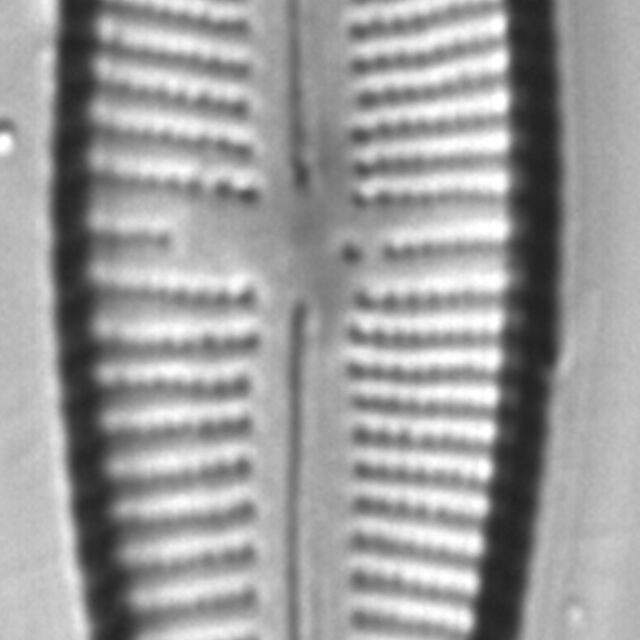 Gomphonema affine FIU 1852008 c