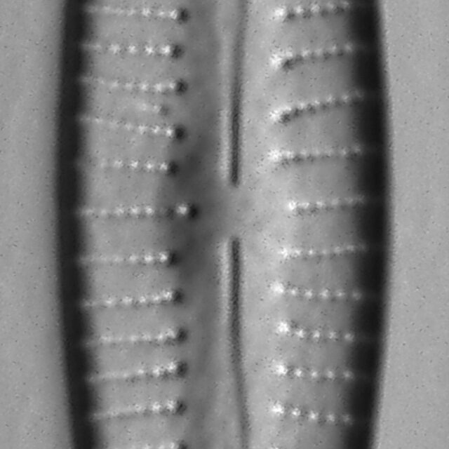 Gomphonema Intricatum Var Vibrio Lm1