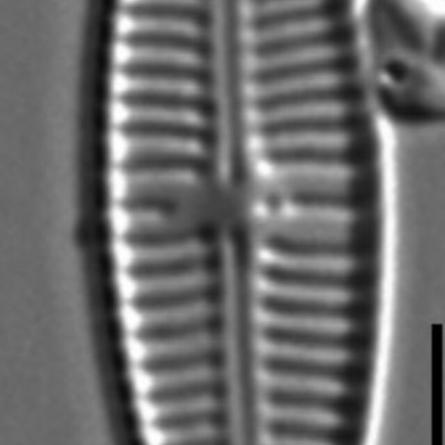 Gomphonema Lagenula LM3