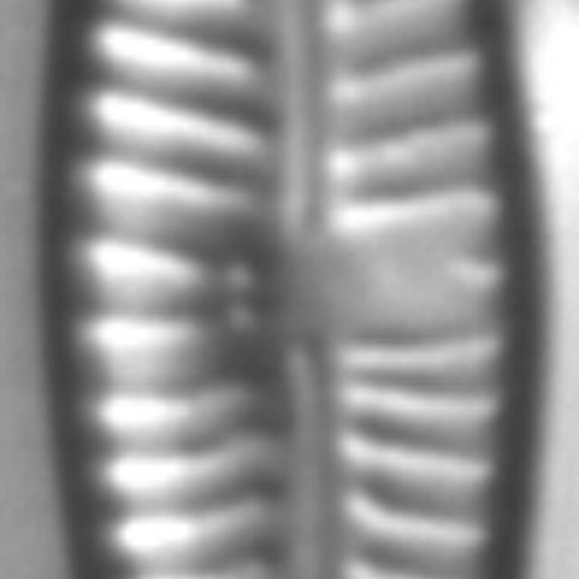 Gomphonema Bipunctatum 4 438001