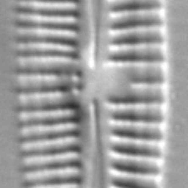 Gomphonema multipunctatum LM2