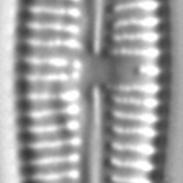 Gomphonema multipunctatum LM4