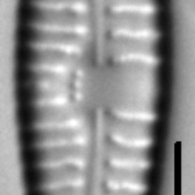 Gomphonema multipunctatum LM6