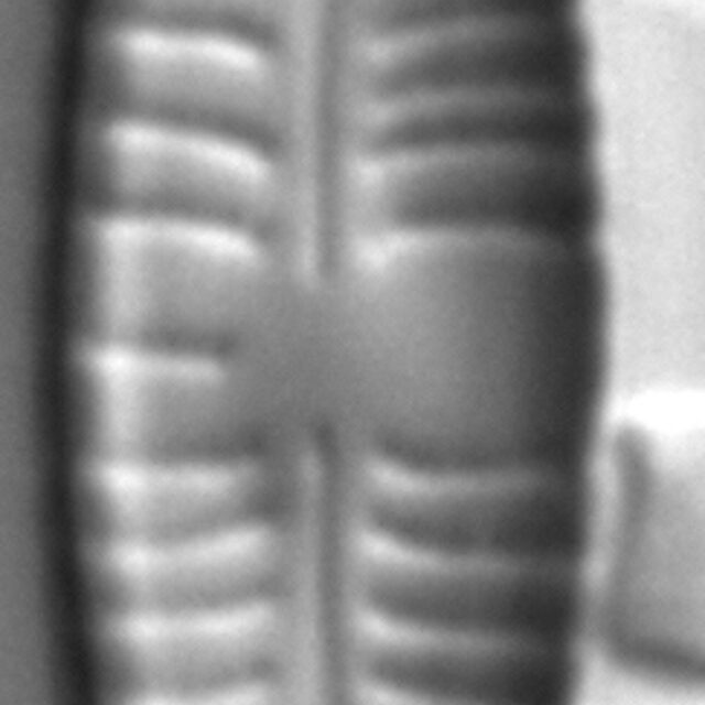 Gomphonema distans LM1