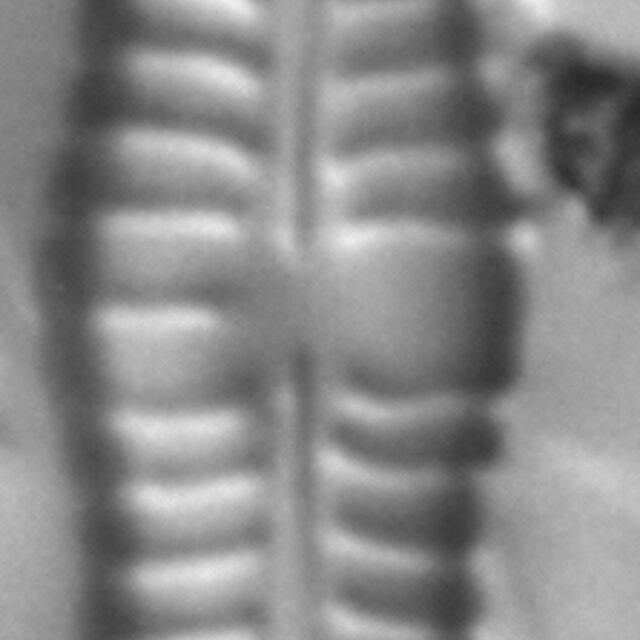 Gomphonema distans LM4