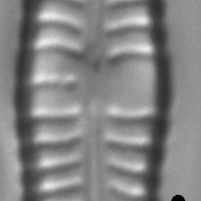 Gomphonema distans LM6