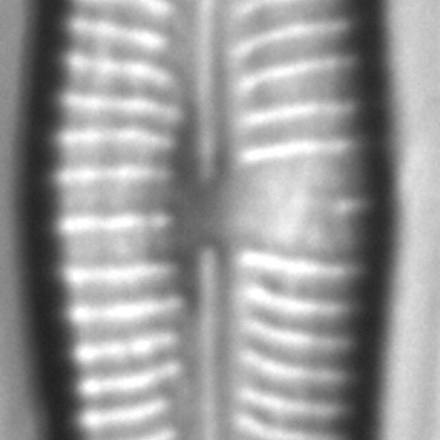 Gomphonema nathorstii LM2